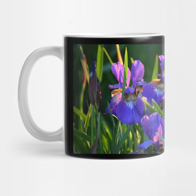 Iris Beauty by Coranific Design